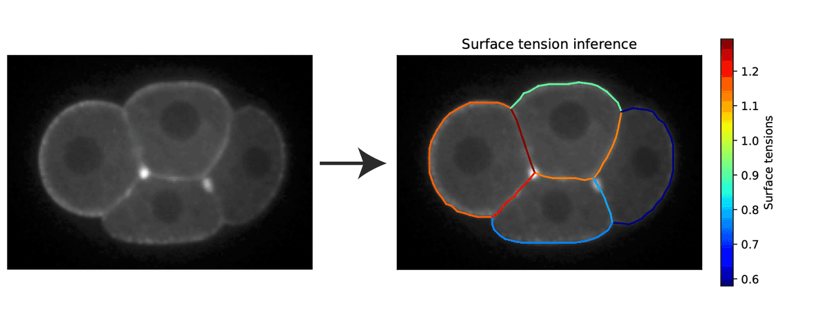 embryo