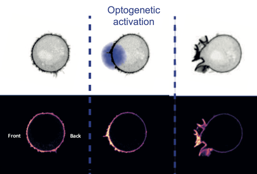 embryo