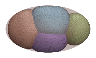 C. elegans embryo forces